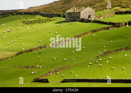 Schafe weiden auf der Pennine Moors. Stockfoto