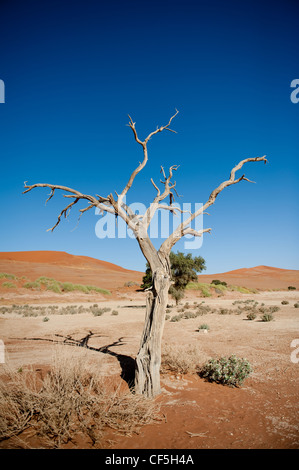 Dead Vlei in Sossusvlei, Namib Wüste, Namibia gelegen Stockfoto