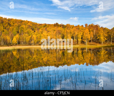 Herbstliche Farben aus einem Wald spiegelt sich in ein Loch in den Cairngorms National Park. Stockfoto