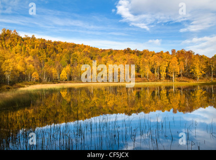 Herbstliche Farben aus einem Wald spiegelt sich in ein Loch in den Cairngorms National Park. Stockfoto