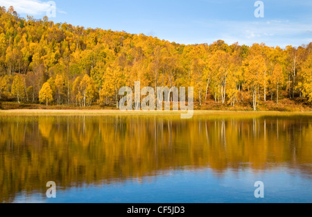 Herbstliche Farben aus einem Wald spiegelt sich in ein Loch in den Cairngorms National Park. Stockfoto