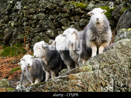 Eine Herde von Schafen durch eine Trockenmauer im Lake District. Stockfoto