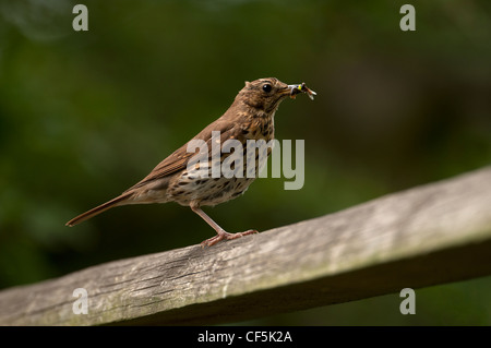 MISTELDROSSEL SOOR Turdus Viscivorus Fütterung auf Insekten. Stockfoto