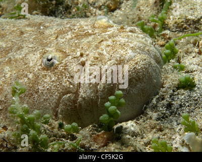 Uranoscopus Scaber (Ratte Fisch) in Benidorm (Spanien) Stockfoto