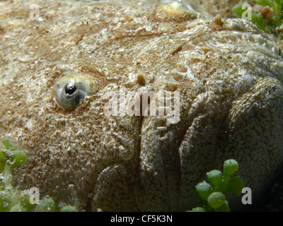 Uranoscopus Scaber (Ratte Fisch) in Benidorm (Spanien) Stockfoto