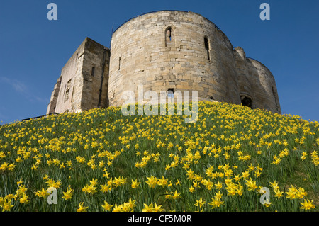 Clifford es Tower im Frühling mit Narzissen. Auf dem Turm begann im Jahre 1245 durch Henry Lll Entschlossenheit, stre Stockfoto