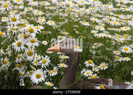 Graugans, die versteckt unter den Ochsen-Auge Gänseblümchen an Slimbridge WWT Stockfoto