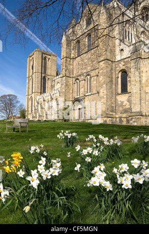 Narzissen blühen vor Ripon Kathedrale betrachtet aus dem südlichen Querschiff. Stockfoto