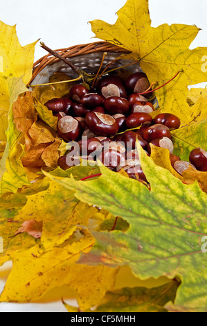 Herbstlaub und Kastanien auf dem weißen Hintergrund Stockfoto