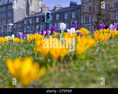 Nahaufnahme der Krokusse im Frühling auf die streunenden. Stockfoto