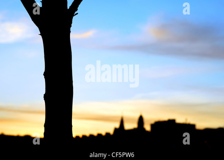 Silhouette eines Baumes von den River Lee in Cork. Stockfoto