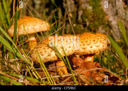 Eine Gruppe von Pholiota Squarrosa, allgemein bekannt als die Shaggy Pholiota. Stockfoto