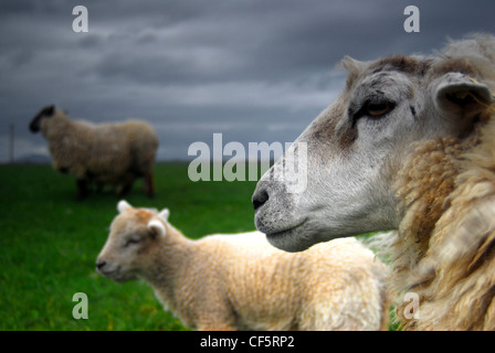 Schafe in der Nähe von Louisburgh im County Mayo. Stockfoto