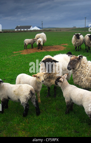 Schafe weiden in der Nähe von Louisburgh im County Mayo. Stockfoto