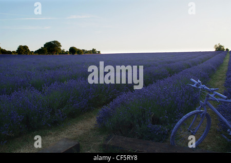 Ein Fahrrad lackiert lila neben kommerziellen Lavendelfelder reif für die Ernte. Stockfoto