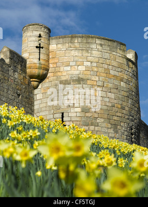 Narzissen blühen entlang der Stadtmauern York bei Jewbury. Stockfoto