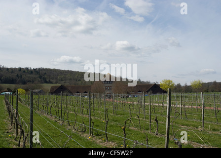 Blick über die Weinberge in Richtung das Besucherzentrum am Denbies Wine Estate verfügt über das größte Weingut in England. Stockfoto