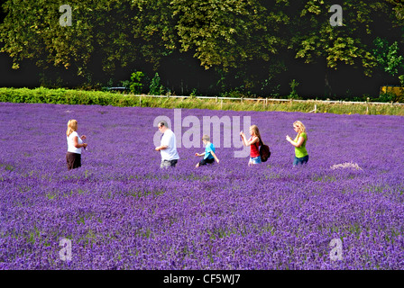 Eine Familie, die zu Fuß durch ein Feld von Lavendel bei Mayfield Lavender Farm auf das Surrey ab. Stockfoto