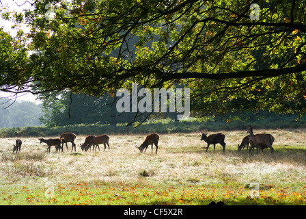 Hinds Beweidung in Richmond Park im Herbst Saison Spurrinnen. Richmond Park ist der größte Royal Park in London und ist immer noch Stockfoto