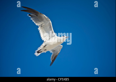 Einer Möwe fliegt über einen blauen Himmel. Stockfoto