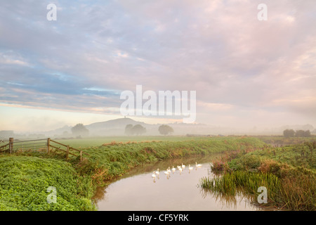 Tief liegende Nebel über eine Schar von Schwänen auf dem Fluss Brue bei Sonnenaufgang mit Glastonbury Tor in der Ferne. Stockfoto