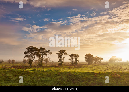 Eine Reihe von Bäumen stehend in einem Feld auf der Somerset Ebene als die Morgensonne verbrennt der tiefliegenden Nebel. Stockfoto