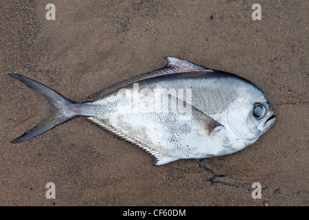 Strahlen Brassen (Brama Brama), gestrandet in den Strand von Whitbys an der Küste von Yorkshire. Stockfoto