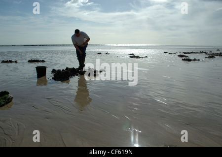 Ein Mann gräbt für Köder für den Fischfang am Strand. Stockfoto