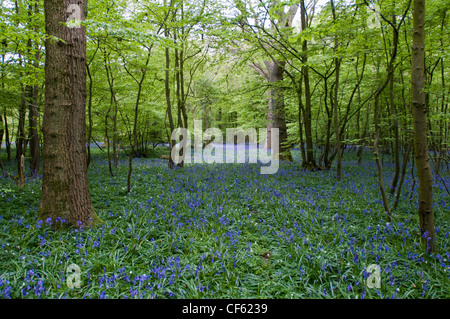 Ein Teppich aus Glockenblumen im Wald in East Sussex. Stockfoto