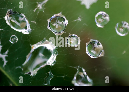 Wassertropfen auf einem Spinnennetz bilden komplizierte abstrakte Muster Stockfoto