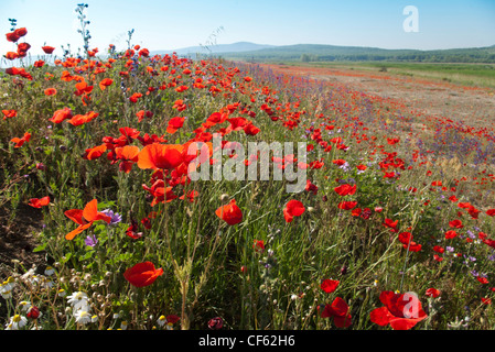 Sanddünen mit Vielzahl von bunten Wildblumen an der Schwarzmeerküste, Bulgarien Stockfoto