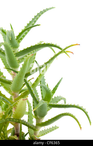 grüne Pflanze Aloe auf weißem Hintergrund Stockfoto