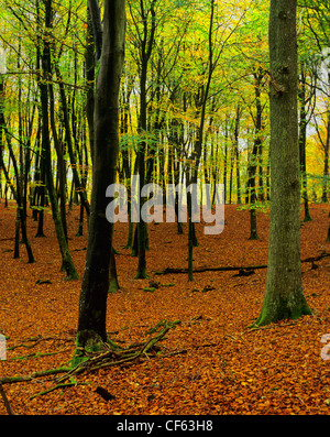 Buche, Herbstfärbung im Eyeworth Wood im New Forest anzeigen. Stockfoto