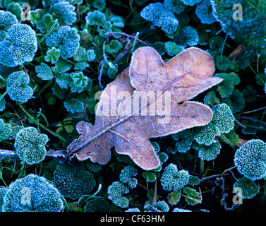 Nahaufnahme einer frostigen Eiche Blatt auf West nach unten. Stockfoto