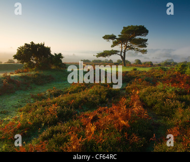 Nebel über den New Forest, in der Nähe von Bolderwood von Bratley bei Sonnenaufgang gesehen verweilen. Stockfoto