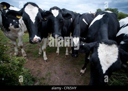Eine Herde von Holstein-Rinder (Bos Primigenius). Stockfoto