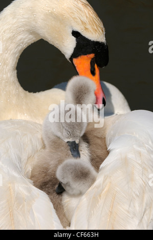 Schwan (Cygnus Olor) Cygnets auf Mutter zurück in Abbotsbury Swannery stumm. Stockfoto