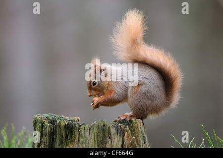 Ein Eichhörnchen (Sciurus Vulgaris), die sitzt auf Baumstumpf Essen eine Nuss. Stockfoto