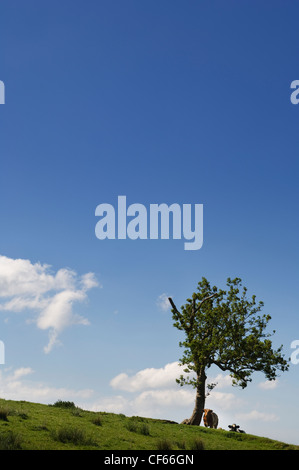 Kühe im Schatten der ein einsamer Baum ausruhen. Stockfoto