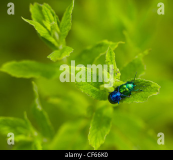 Ein paar Minze Getreidehähnchen (Chrysolina Herbacea) Paarung auf Minze Blätter. Stockfoto