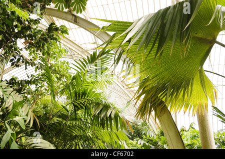 Exotischen Palmen im Inneren das Palmenhaus, die wichtigsten erhaltenen viktorianischen Eisen und Glas Bauwerk der Welt, in Kew Gardens Stockfoto