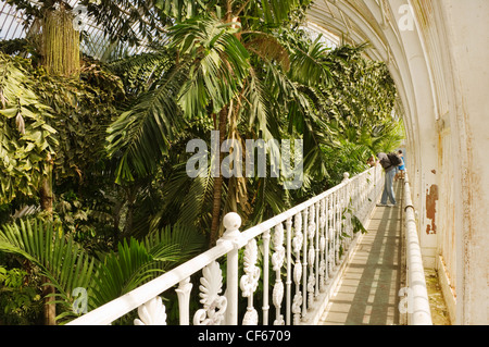 Innenraum des Palmenhauses, die wichtigsten erhaltenen viktorianischen Eisen und Glas Bauwerk der Welt, in Kew Gardens. Stockfoto