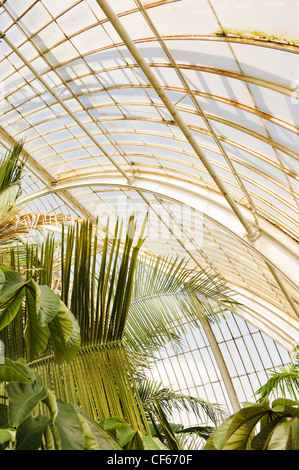 Innenraum des Palmenhauses, die wichtigsten erhaltenen viktorianischen Eisen und Glas Bauwerk der Welt, in Kew Gardens. Stockfoto