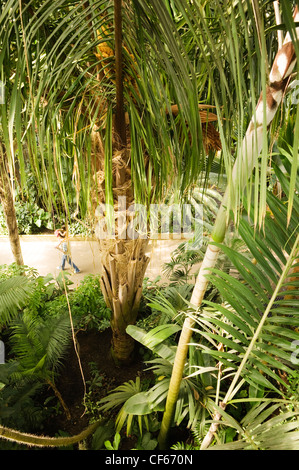 Exotischen Palmen im Inneren das Palmenhaus, die wichtigsten erhaltenen viktorianischen Eisen und Glas Bauwerk der Welt, in Kew Gardens Stockfoto