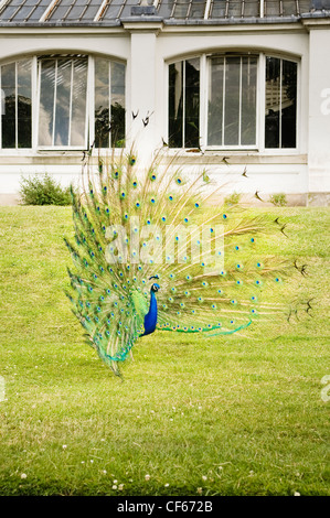 Ein Pfau Anzeige seiner Schwanzfedern außerhalb der gemäßigten House in Kew Gardens. Stockfoto