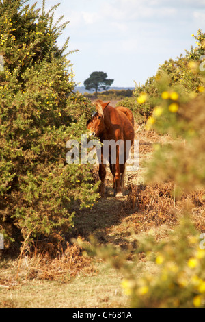 New Forest Pony-Fresse im New Forest National Park, Hampshire UK im Februar Stockfoto