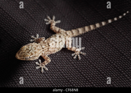 Braun Gefleckter Gecko Reptil auf schwarzem Stoff, Vorderansicht Stockfoto