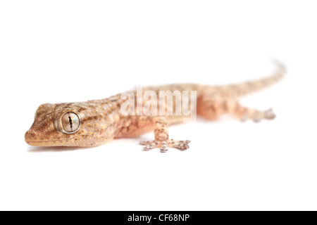 Braun Gefleckter Gecko Reptil isoliert auf weißem, Vorderansicht Stockfoto