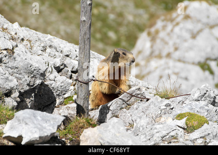 kleine Murmeltier zwischen Felsen und Festung Ruinen, Italienische Alpen Stockfoto