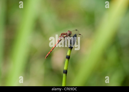 Gemeinsamen Darter Libelle gehockt Schachtelhalm im Gartenteich, Sussex UK Stockfoto